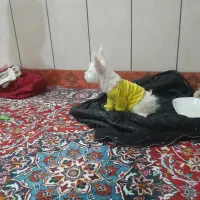 سگ پاکوتا تربیت شده