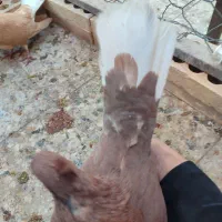 کفتر ملقی|پرنده|رفسنجان, |دیوار