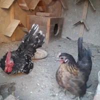 خروس مرغ جاپنیز و کوشین|حیوانات مزرعه|قرق, |دیوار