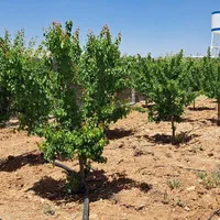 باغ ویلا ارزون