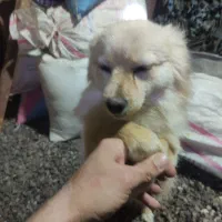 پامر روباهی حدوداً یکساله|سگ|اسدآباد, |دیوار