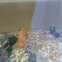 ماهی پرت و لجن خوار|ماهی|شاهرود, |دیوار