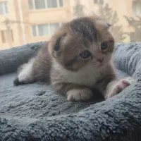 گربه اسکاتیش بریتیش|گربه|کرج, اتحاد|دیوار