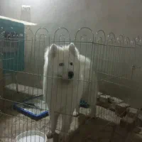 سامویید|سگ|اسلامشهر, شهرک قائمیه|دیوار