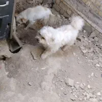 سگ پاکوتاه