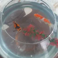 فروش ۶۰۰ یا معاوضه با جوجه عروس هلندی