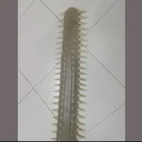 تیغه اره ماهی