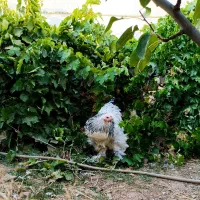 خروس برهما|حیوانات مزرعه|بن, |دیوار