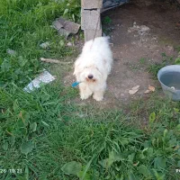سگ شیتزو