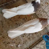 حراج کبوتر طوقی|پرنده|خورموج, |دیوار