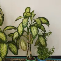 دوو عدد گل دیفین