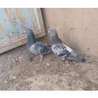 پلاکی جفت مسافتی