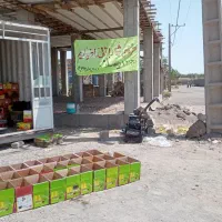 خرید خرمایی ریماز با بالا ترین قیمت بازار