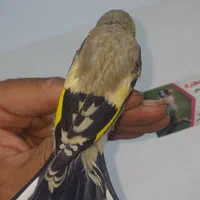 جوجه سهره تعداد|پرنده|گلستان (تهران), |دیوار