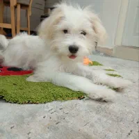 سگ شیتزو نژاد تریر|سگ|الوند, |دیوار