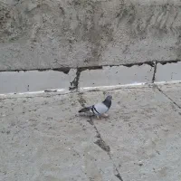 4عدد کفتر|حیوانات|نهاوند, |دیوار