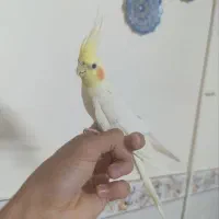 عروس هلندی نر بالغ