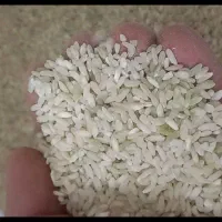 برنج چمپا کامفیروز|خوردنی و آشامیدنی|اردکان, |دیوار