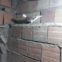 کبوتر|پرنده|مینودشت, |دیوار