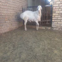 بره قوچی در تربت جام