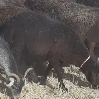 بره چاق