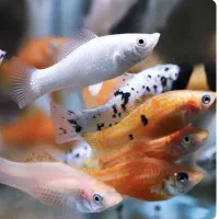 ماهی مولی و گوپی