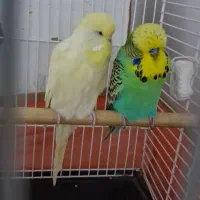 جفت مرغ عشق انگلیسی