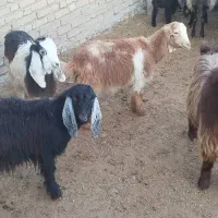 بزغاله نر و ماده