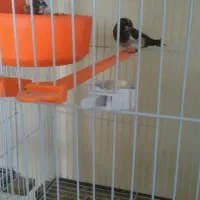 فنچ بنگالی|پرنده|بیرجند, |دیوار