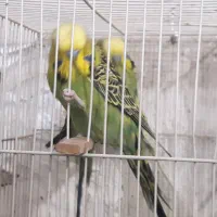 مرغ عشق انگلیسی گرید a|پرنده|مشهد, امیر المومنین|دیوار