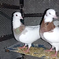 کبوتر رنگی|پرنده|خفر, |دیوار