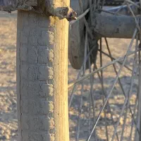 دوچرخه ۲۴ژاپنی روان|دوچرخه، اسکیت، اسکوتر|ایرانشهر, |دیوار