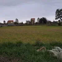 زمین ۱۸۰۰۰متری دربلوار لاکان کوچه ملکی|فروش زمین و ملک کلنگی|رشت, لاکان شهر|دیوار