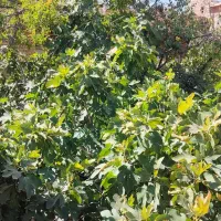 فروش خانه ویلایی سرسبز 387 متری در ابن سینا|فروش خانه و ویلا|اصفهان, شهشهان|دیوار