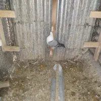 فروش مخمل سبز نر داغ سرخ کمیاب