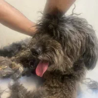 سگ پیدا شده|سگ|اصفهان, باغ دریاچه|دیوار