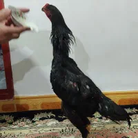 لاری  اوشامو|حیوانات مزرعه|گرمی, |دیوار