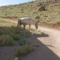 اسب مادیان کرد