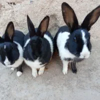 خرگوش خونگی