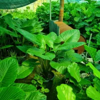 فروشنده گل و گیاه آپارتمانی