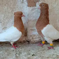 کفتر سینه کله