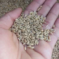 گندم بذری تمیز
