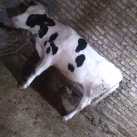 گوساله ماده هلشتاین
