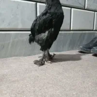 جوجه برهما بلک و خروس محلی