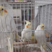 عروس هلندی لوتینو ۸ماهه بالغ