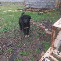 واگذاری توله قدرجونی