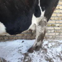 گاوشیری|حیوانات مزرعه|ضیاء آباد, |دیوار