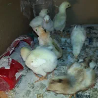 جوجه لاری پانزده روز