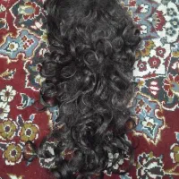 موی مصنوعی نو به قیمت ۱/۴۵۰/۰۰۰