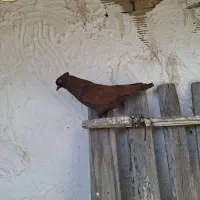 نر سرخ